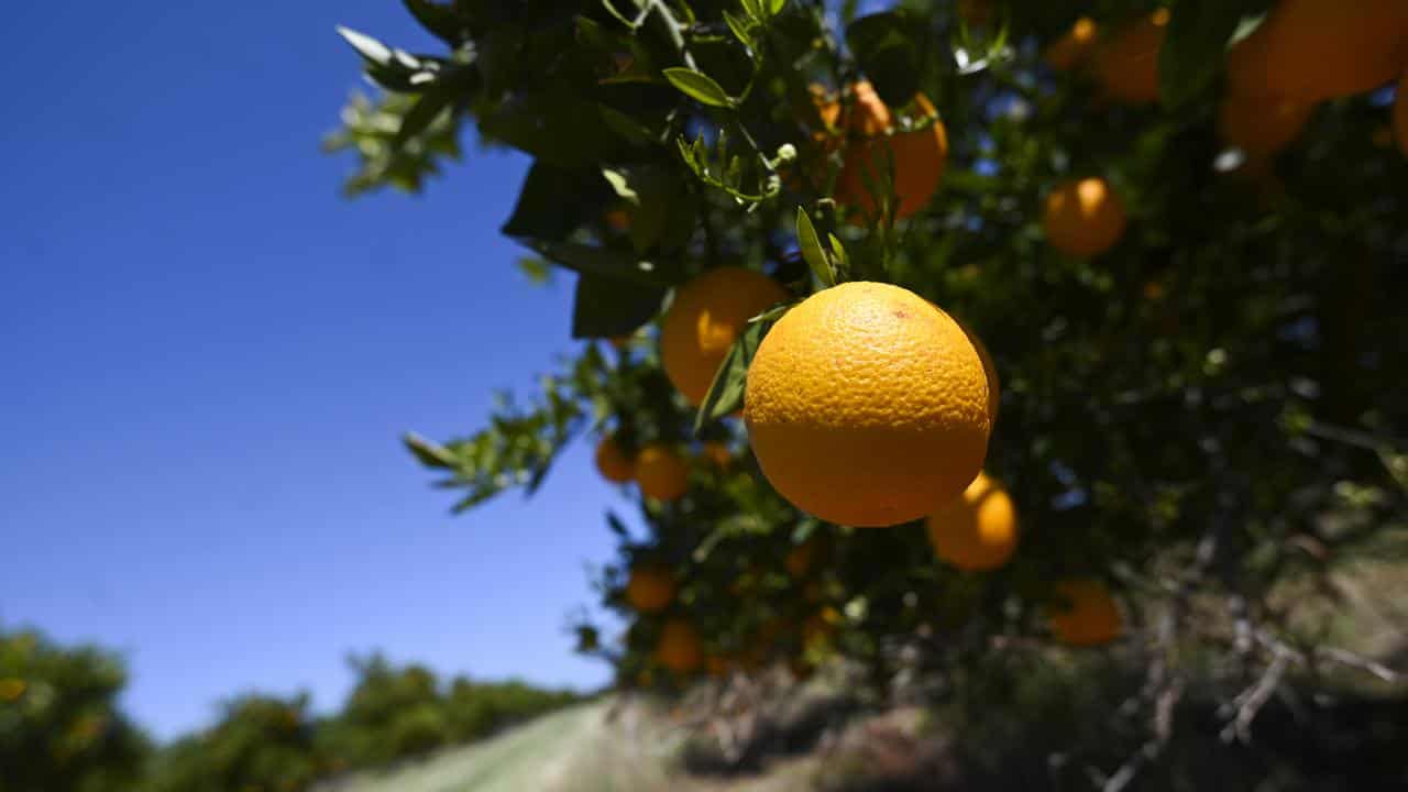An orange hangs on a tree