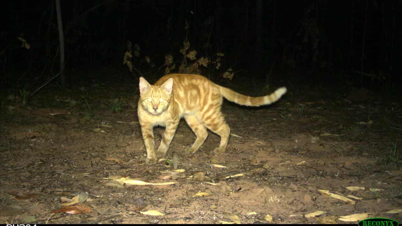 Feral cats in Kakadu National Park