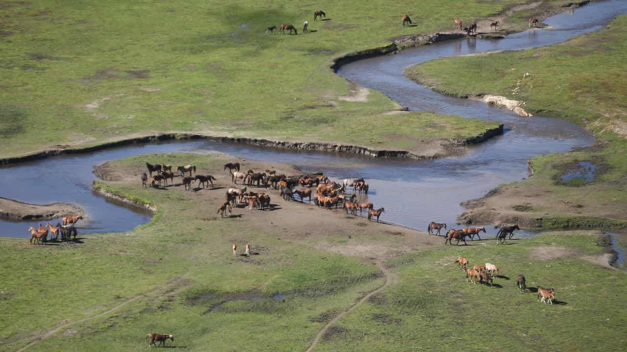 Feral horses also known as brumbies at Kosciuszko National Park