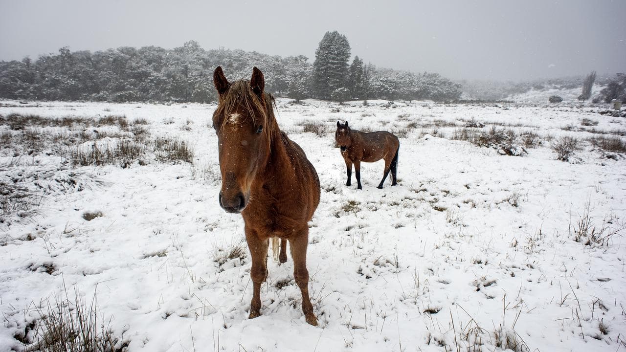 Pair of brumbies in snow at Kosciuszko National Park