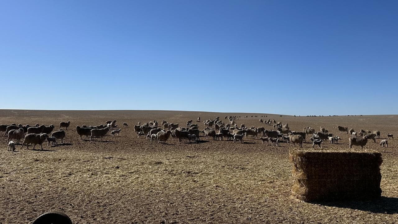 Sheep grazing drought-stricken paddocks on a farm at Jabuk, SA