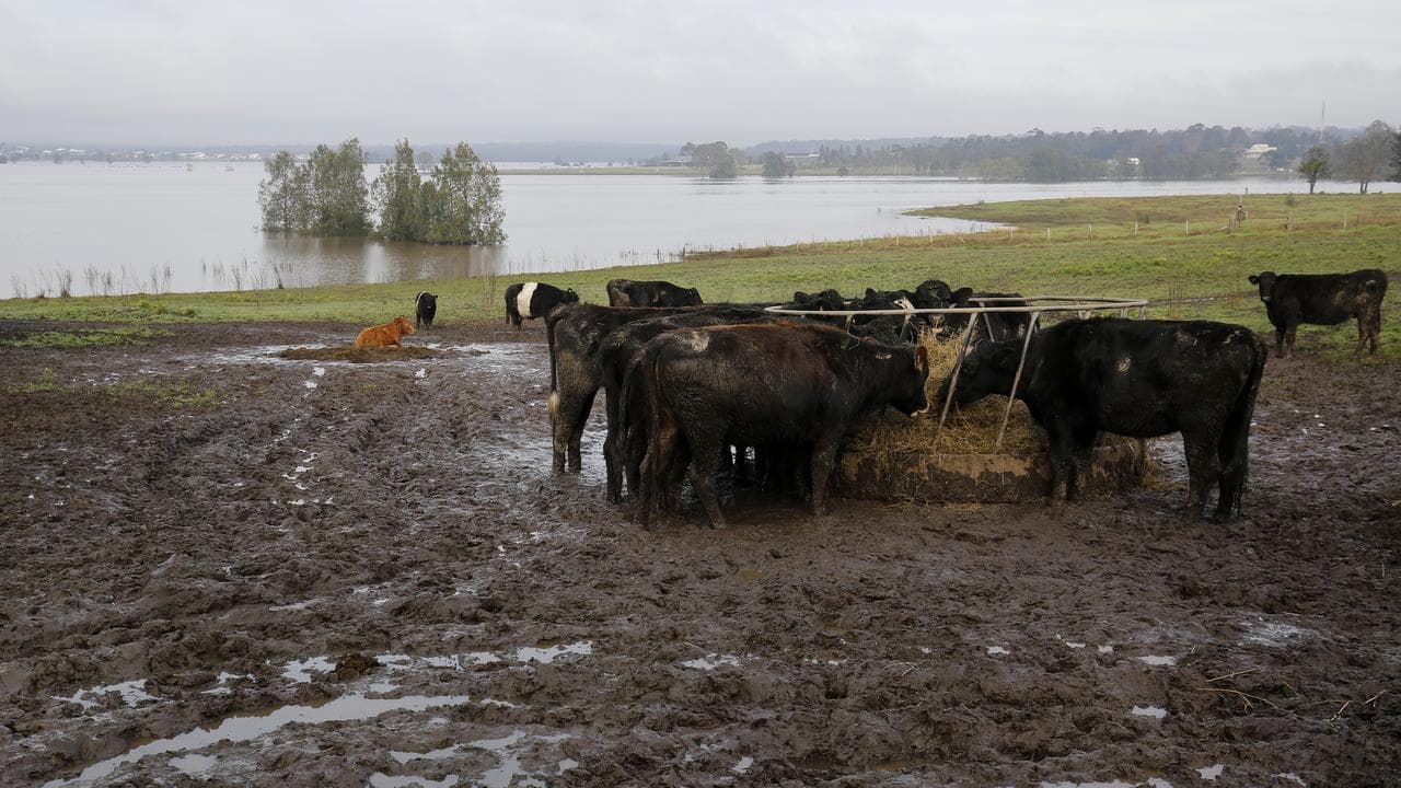 Livestock is fed on high ground above floodwater (file image)