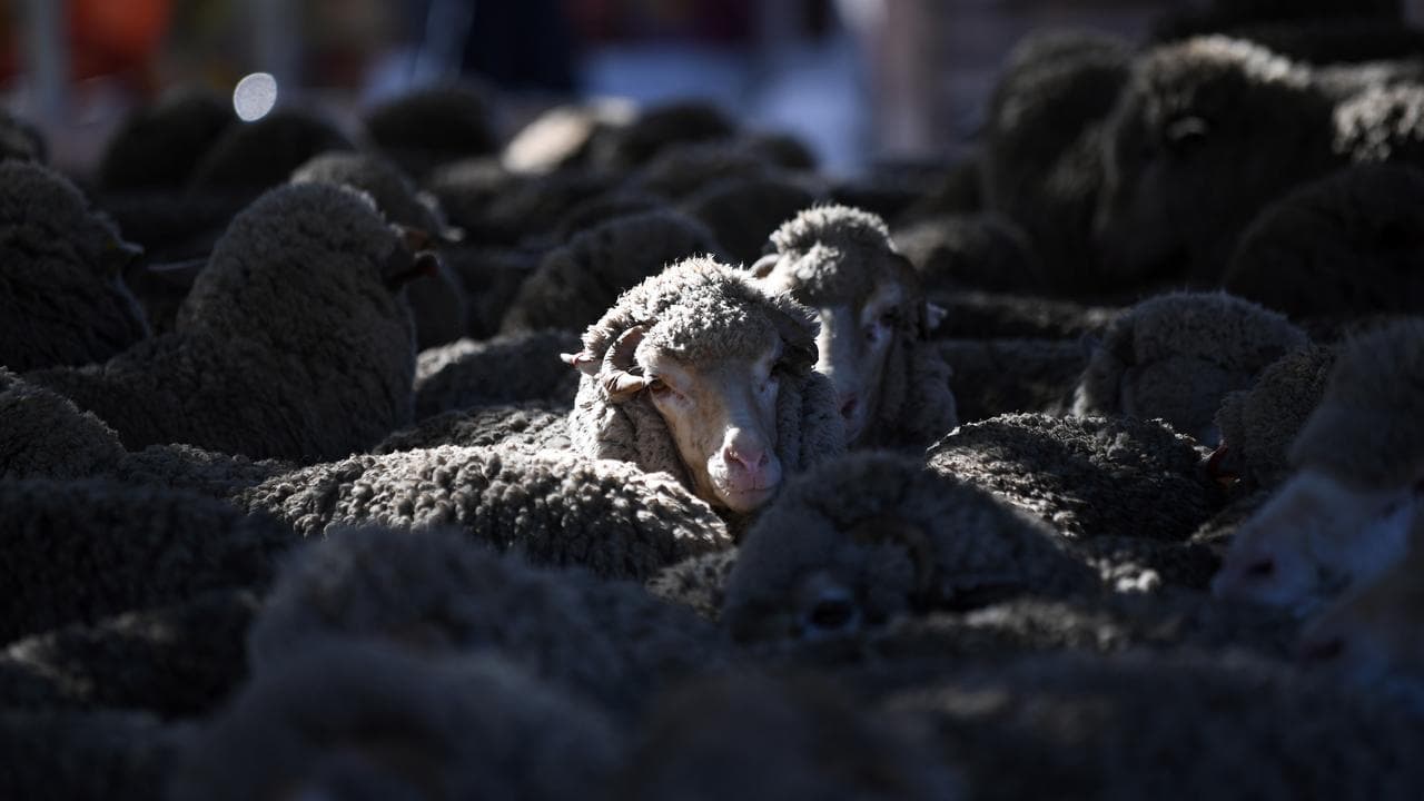 Sheep