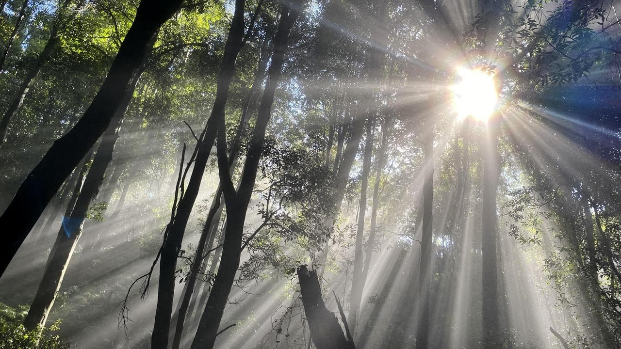 Sun shining through treetops in the Blue Mountains.
