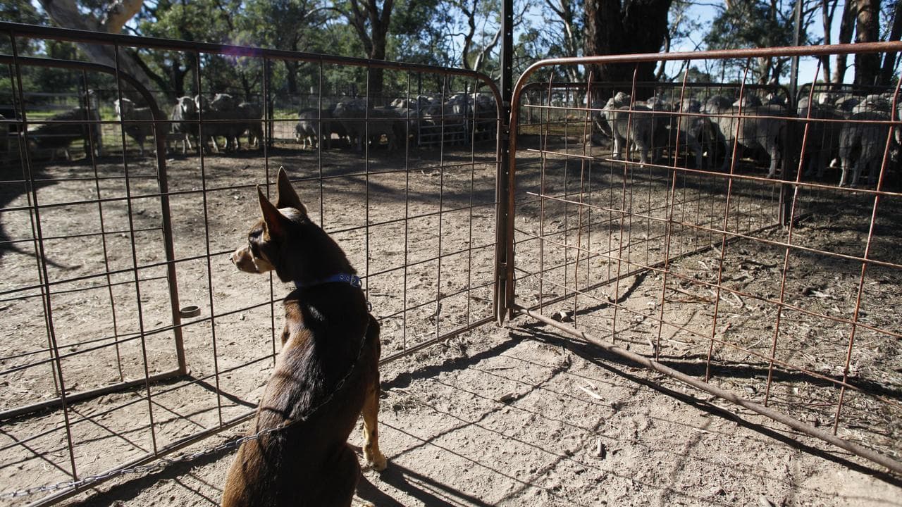 A file photo of a muster dog