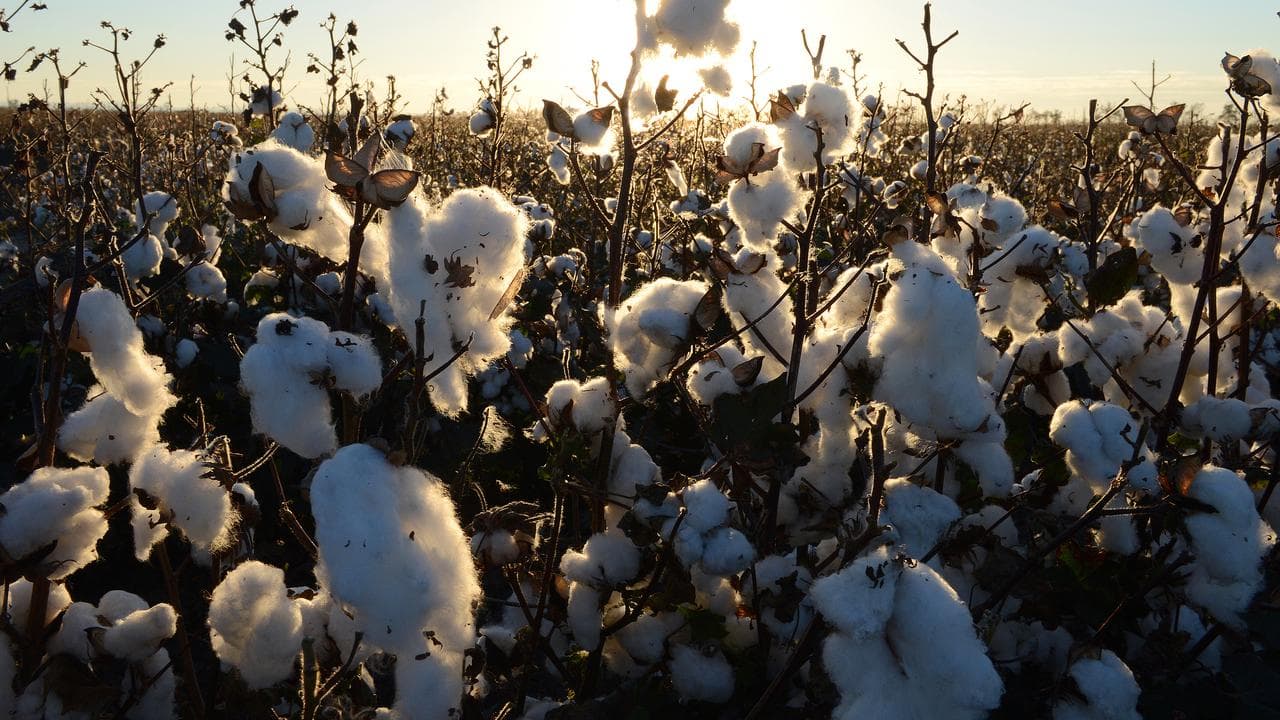 A cotton crop is grows ready for harvest