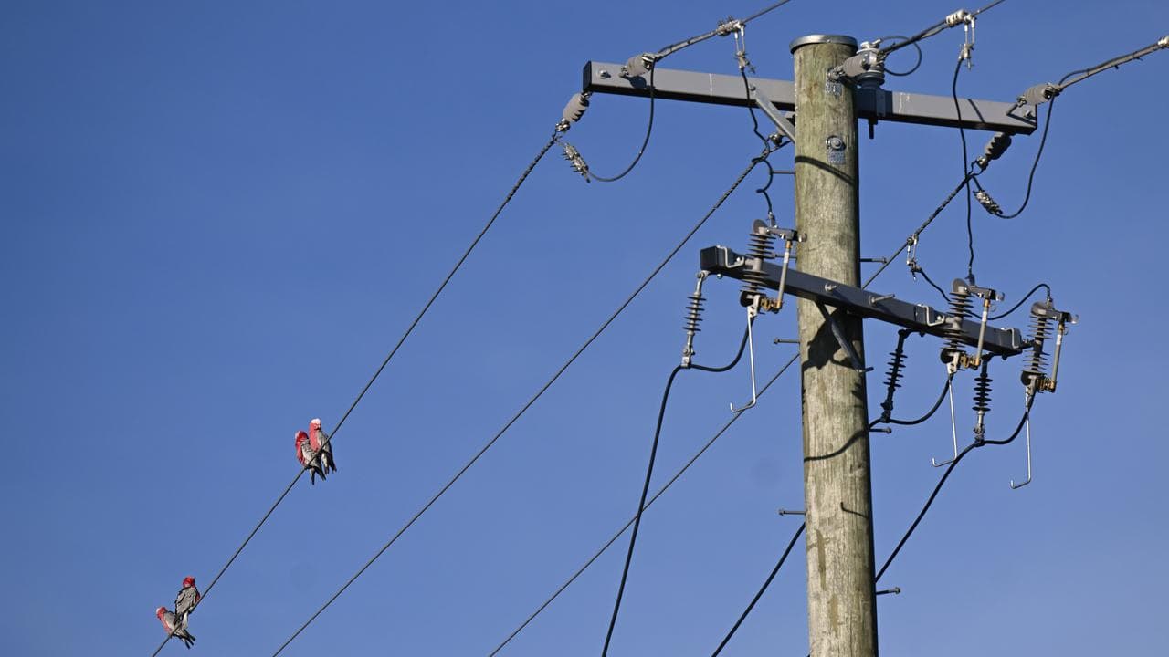 Galahs sit on electricity wires