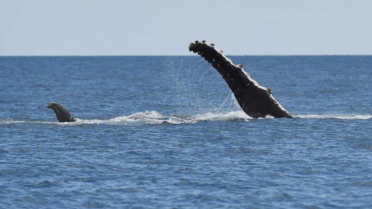A humpback whale's fin