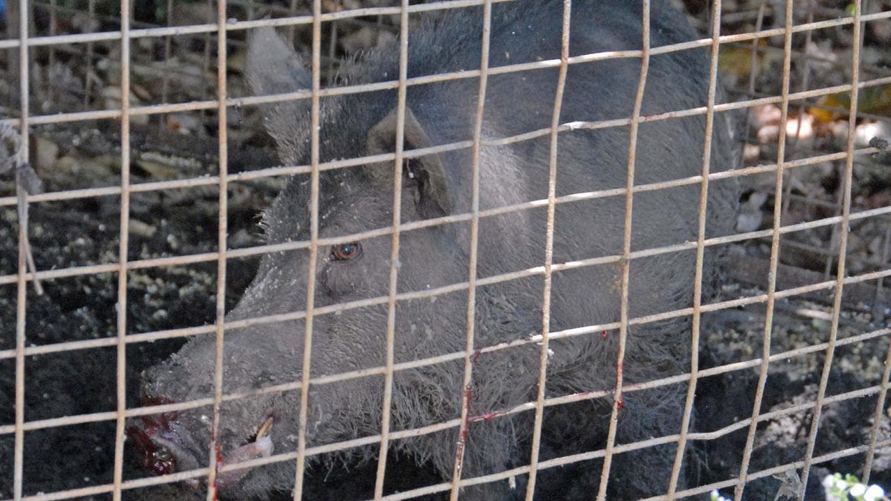A feral pig caught in a pig trap in North Queensland