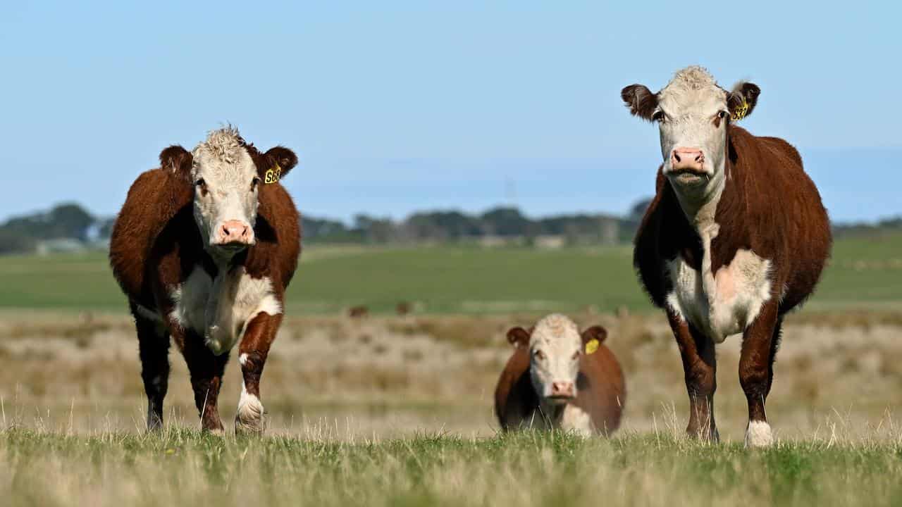 Cows in a paddock