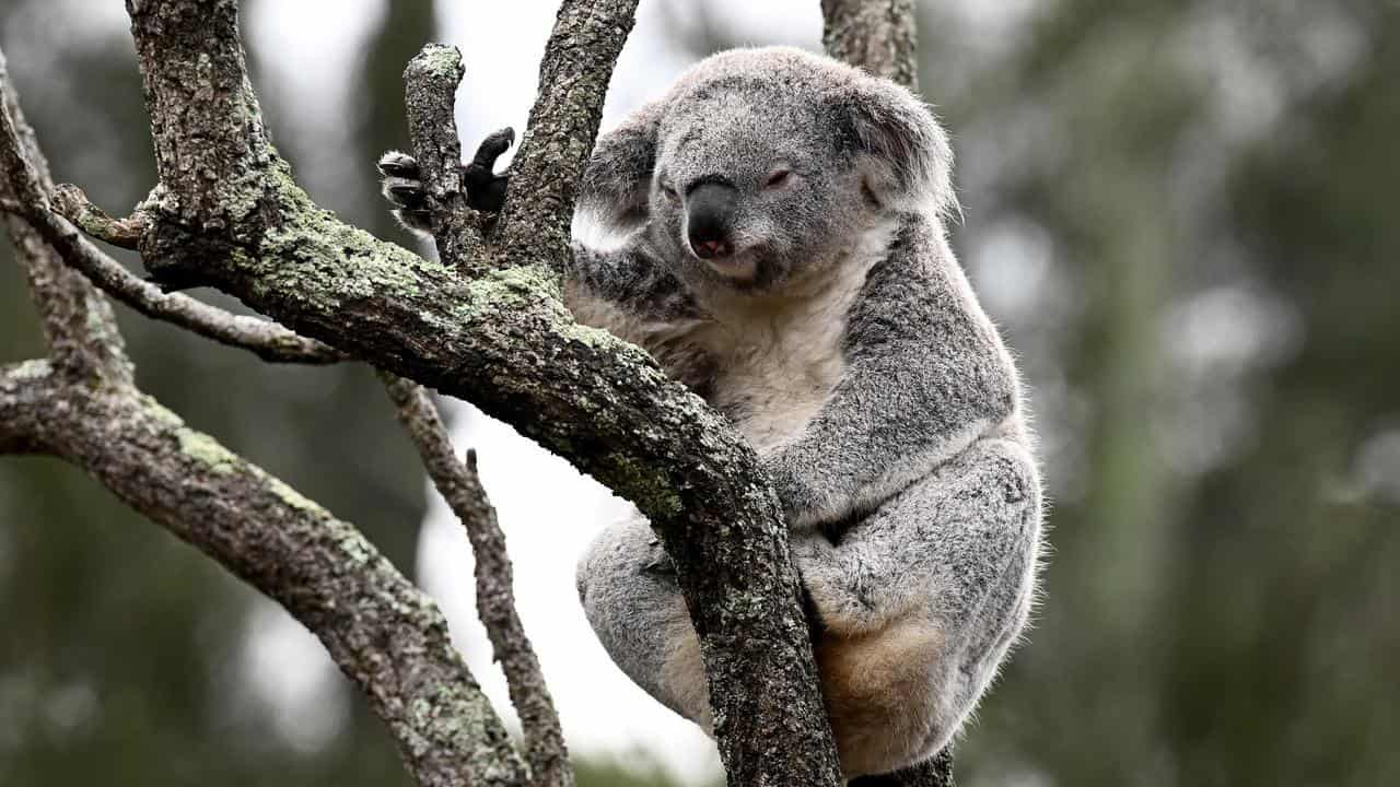 Koala concerns