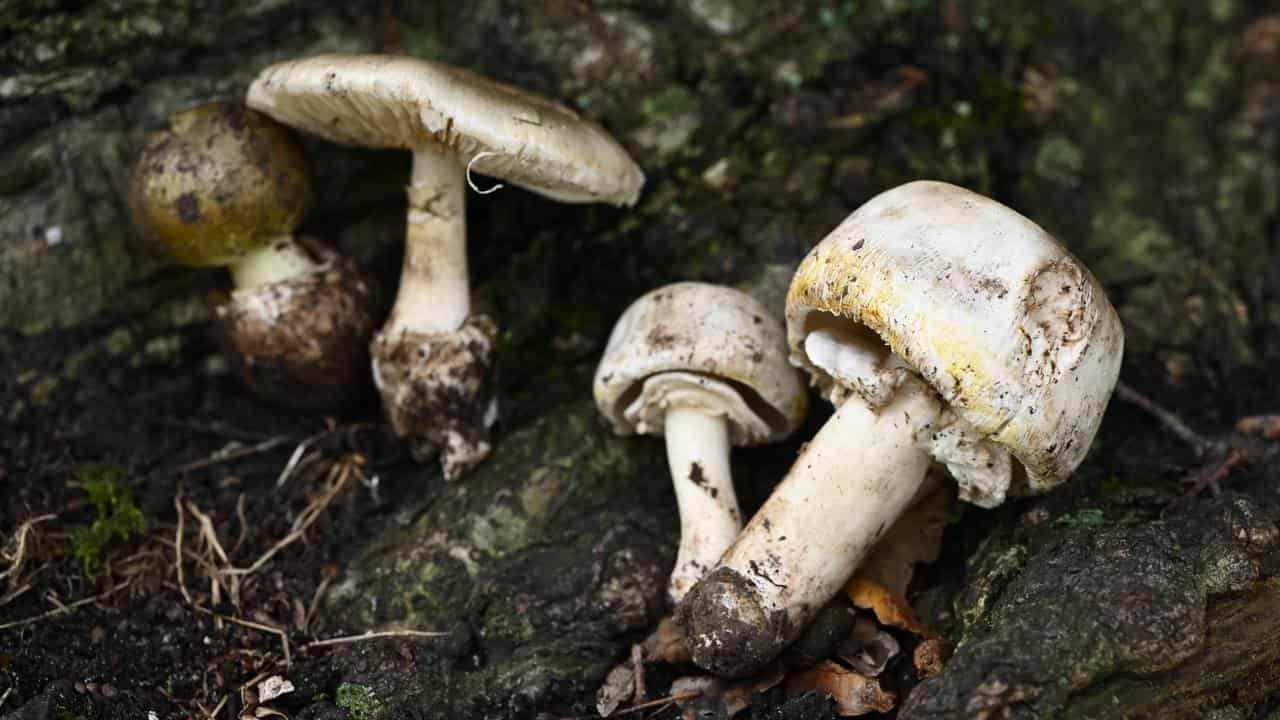Death cap mushrooms (file image)