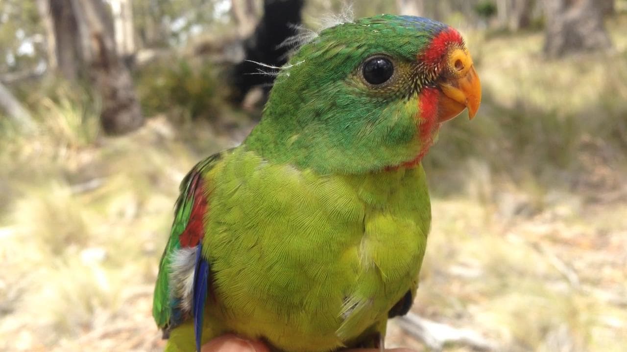 Swift parrot (file)