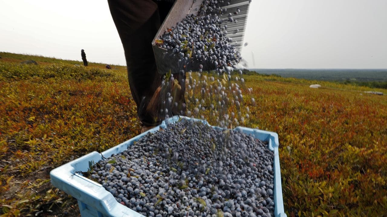 Blueberry harvest (file)