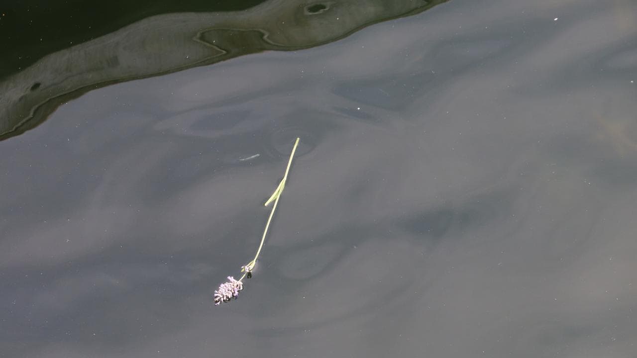 A flower placed in the water to honour sailors