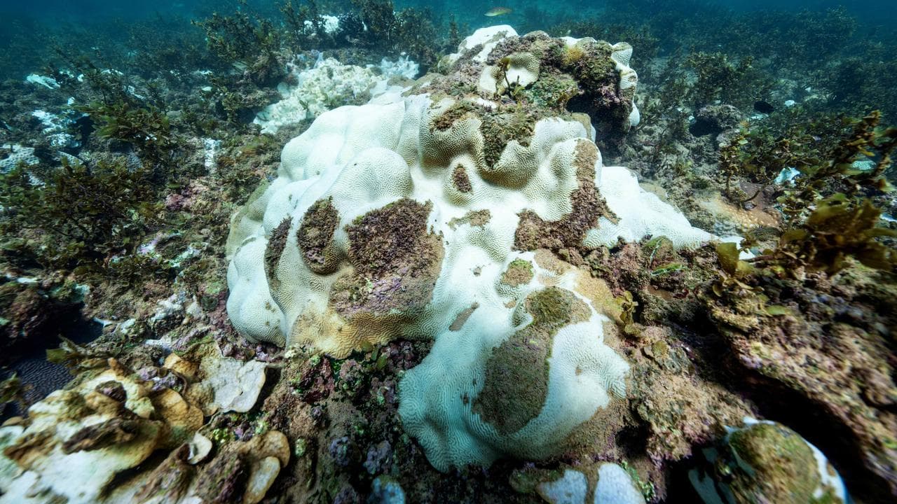Marine heatwaves cause coral bleaching