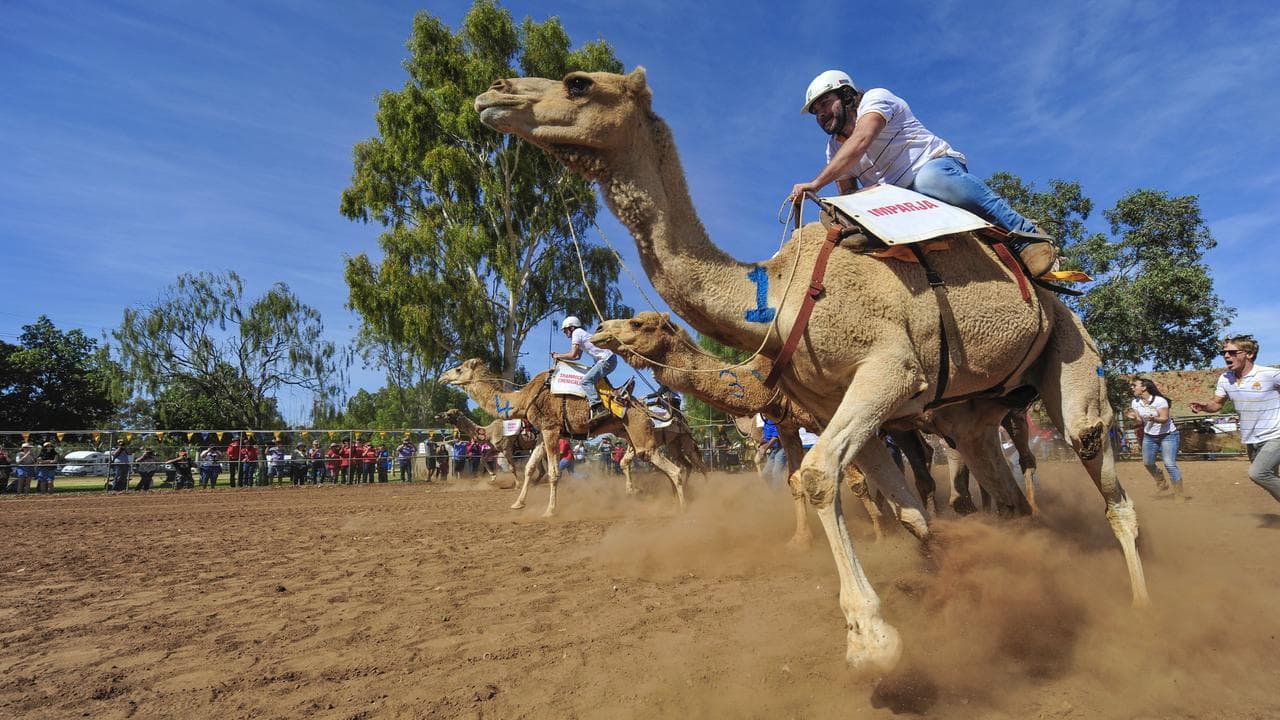 The Alice Springs Camel Cup (file)