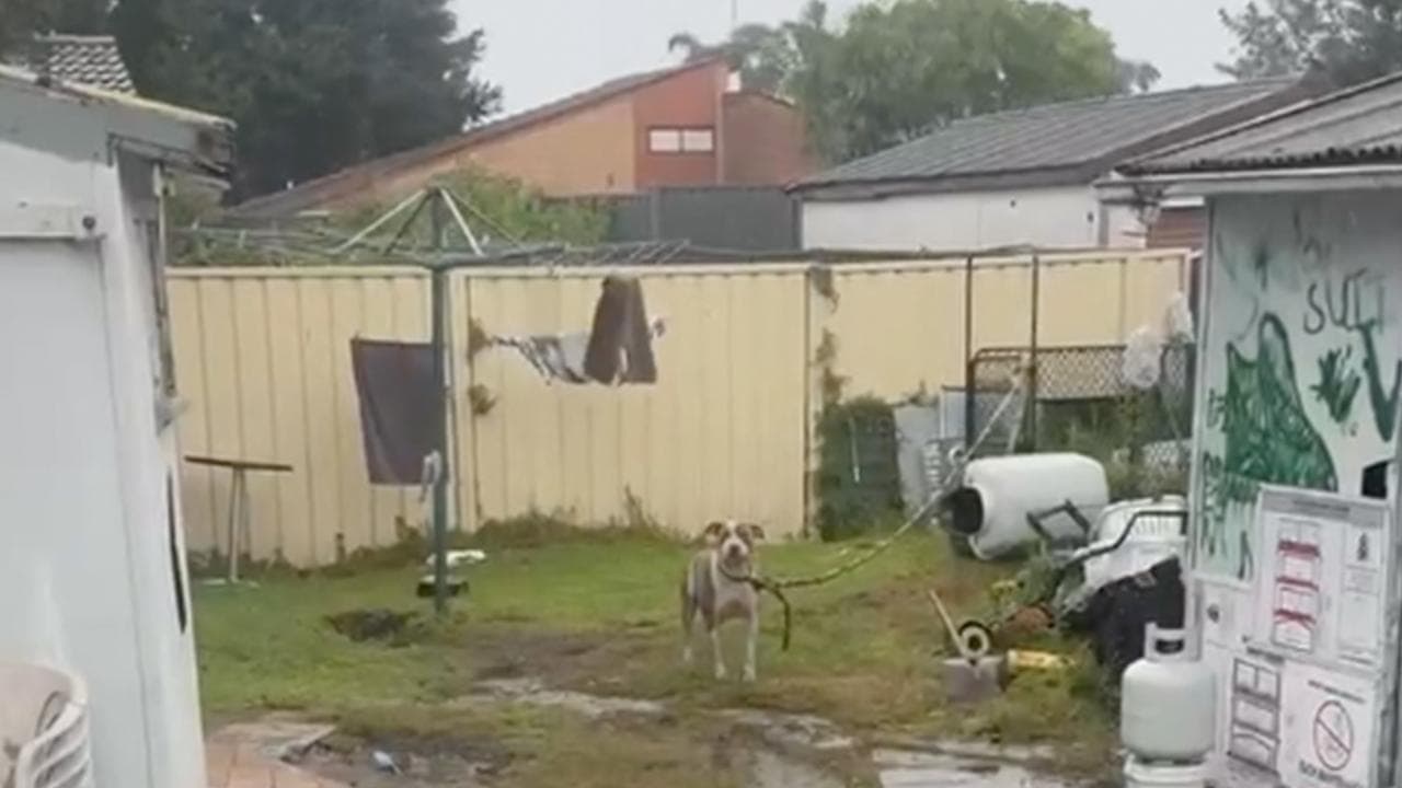 A dog in a backyard
