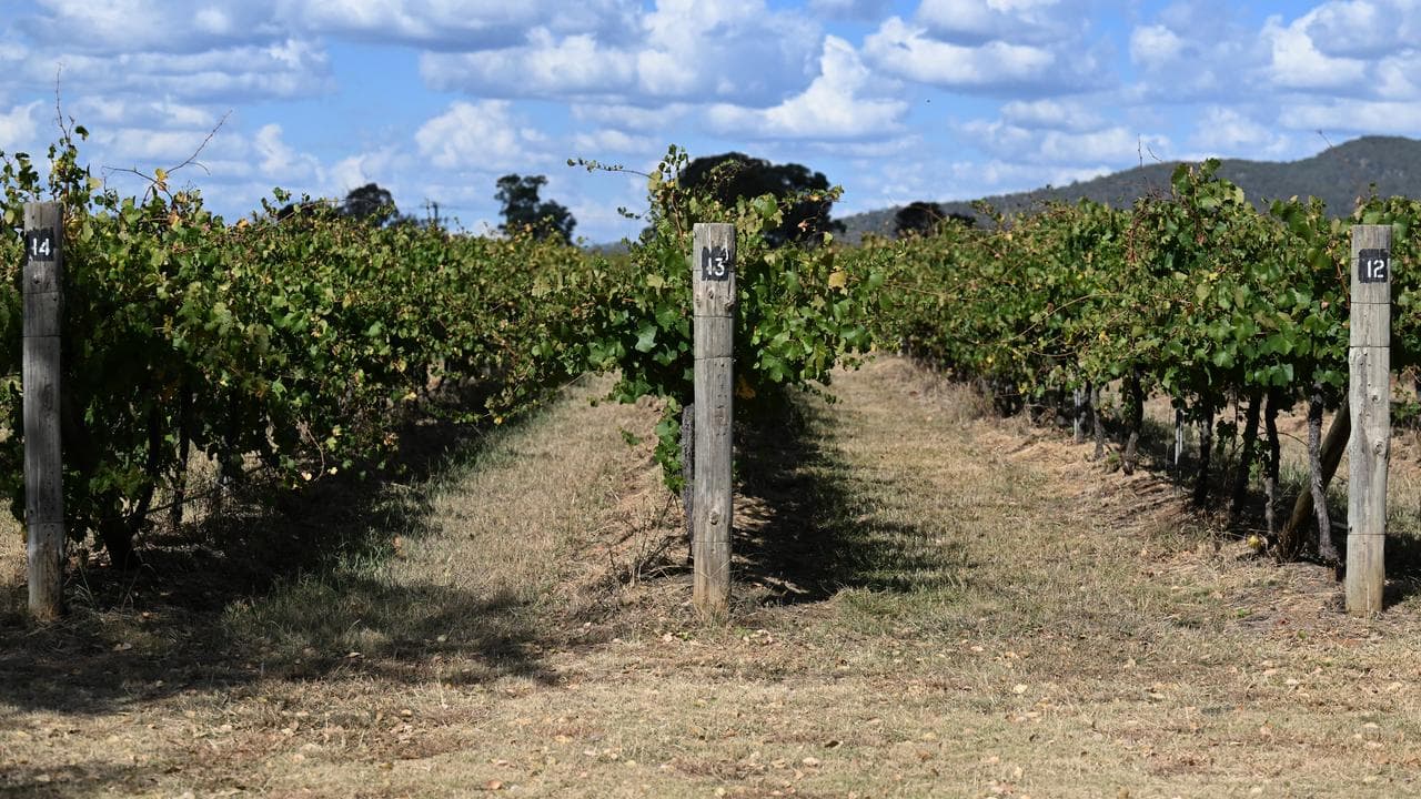 A vineyard in Mudgee
