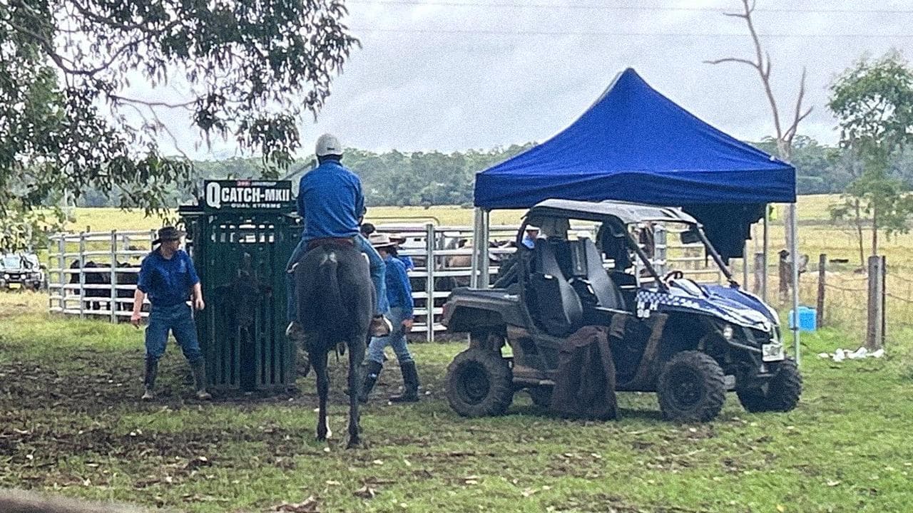 Police muster and check cattle in Grafton