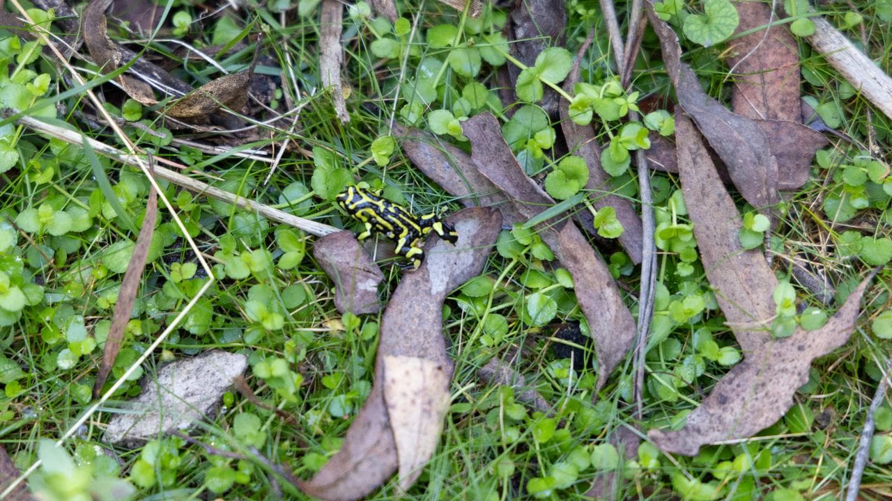 A frog