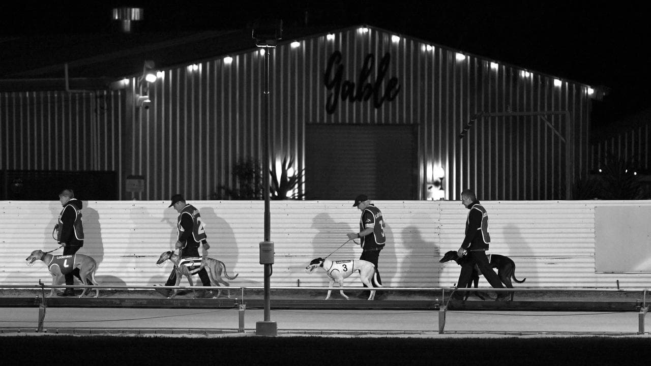 On the way to the starting gates at Dapto Greyhound Races