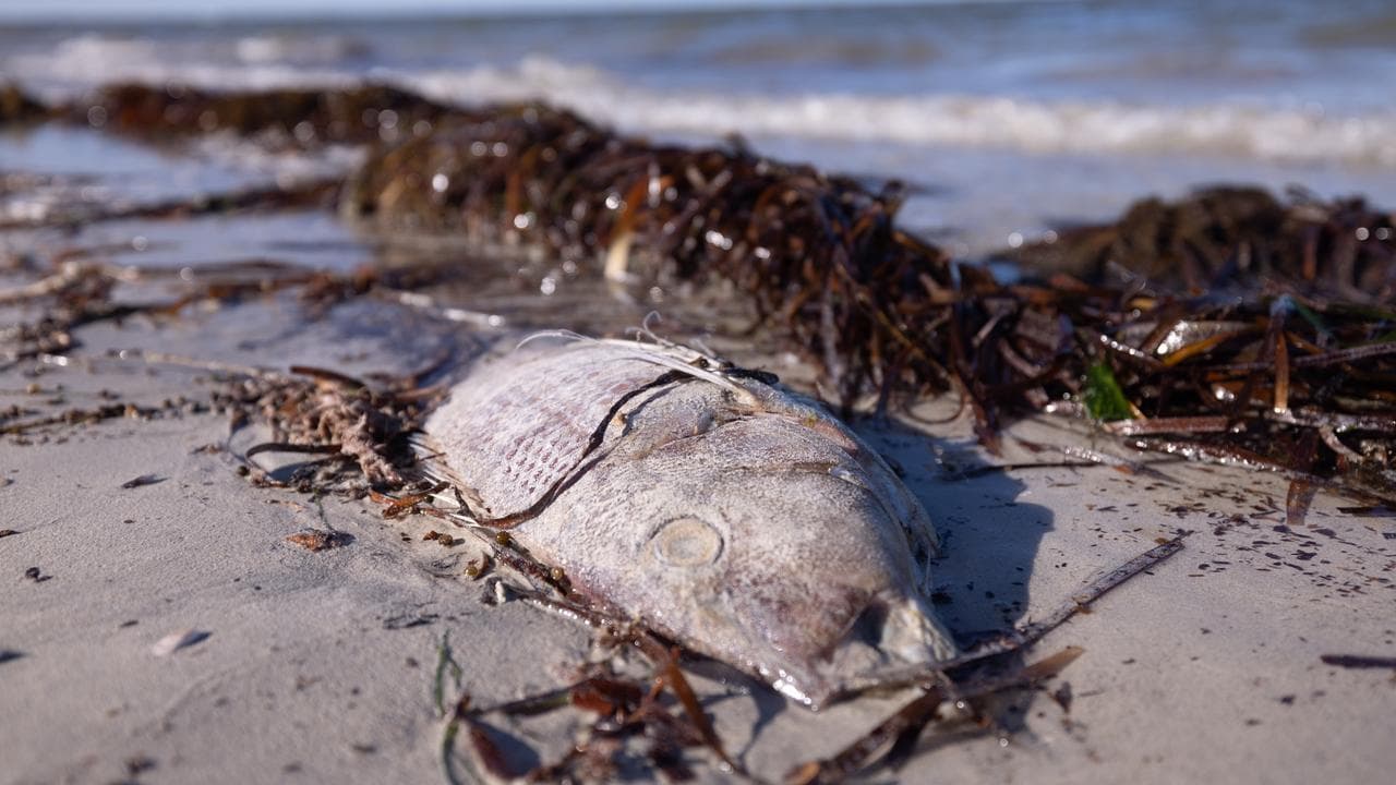 Fish deaths