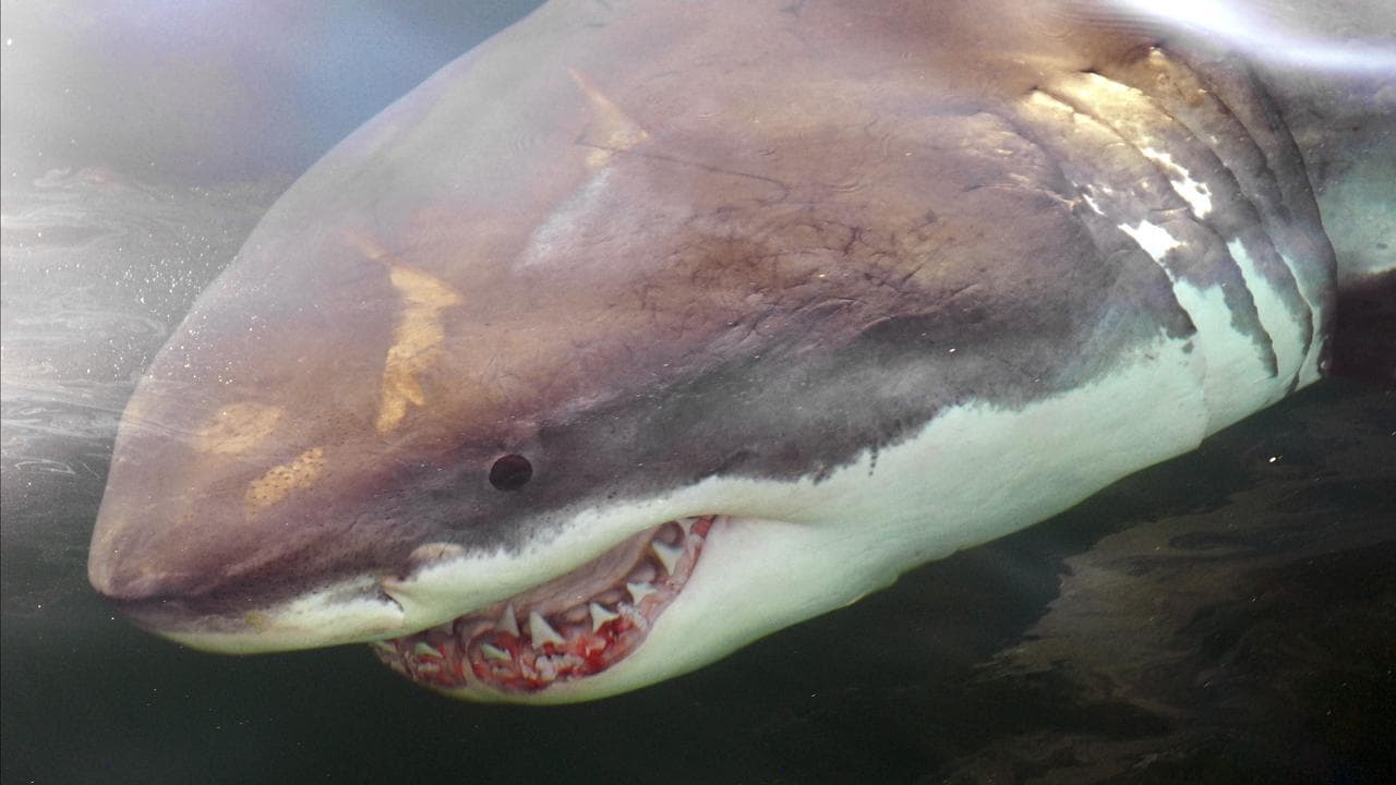a great white shark