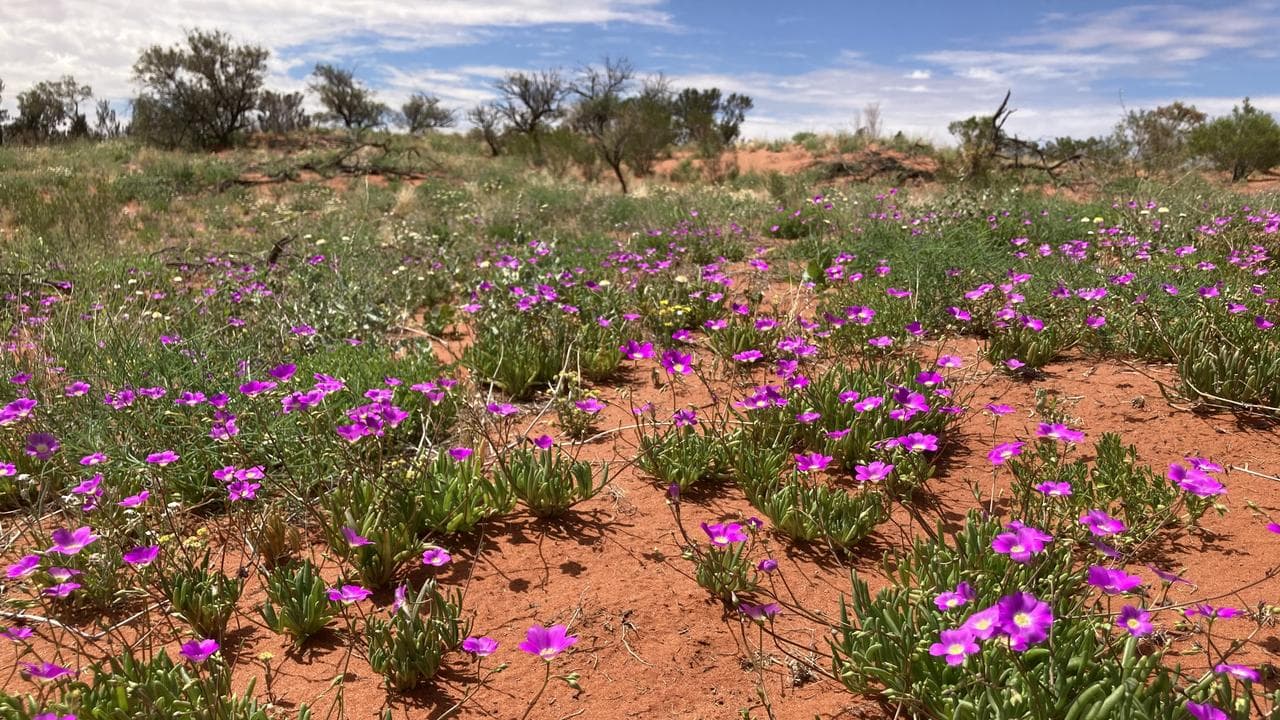 The Arid Recovery reserve