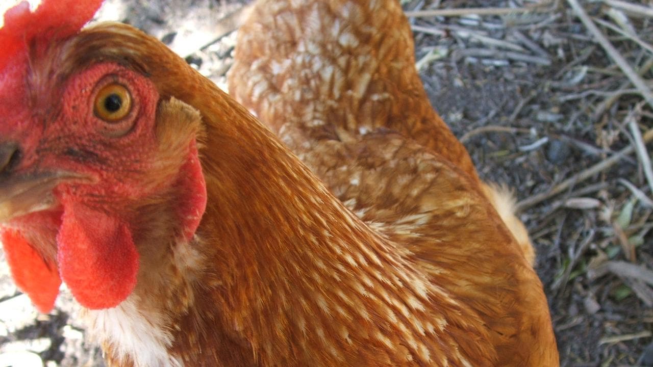 A chicken in a garden comes close to the camera