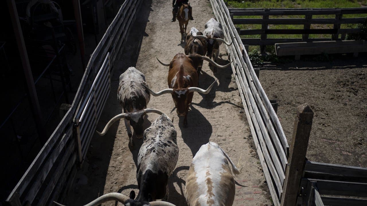 Cattle
