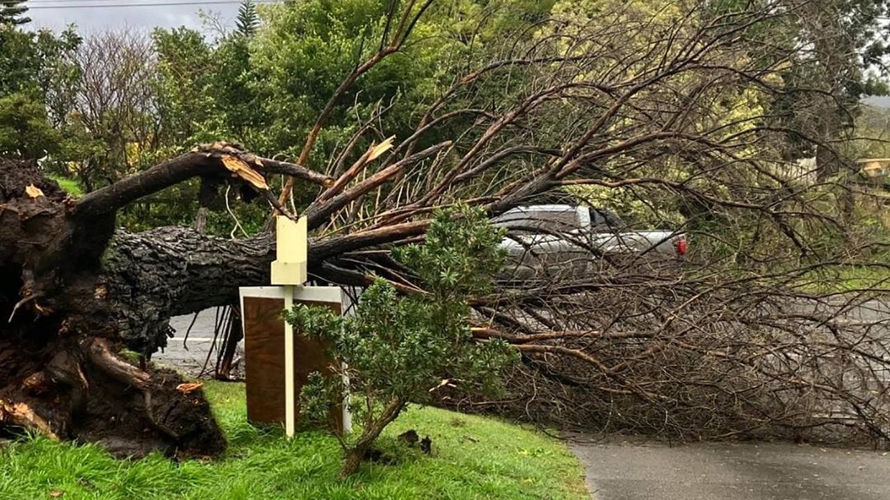 A fallen tree in Sydney 