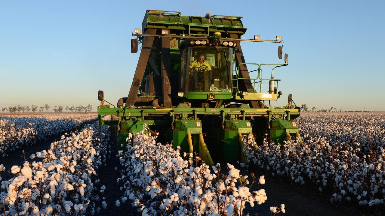 Cotton harvest