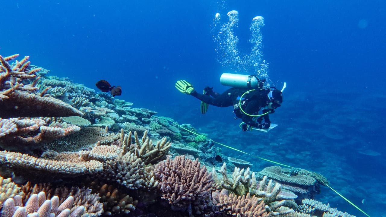 A researcher monitors coral coverage at the Great Barrier Reef