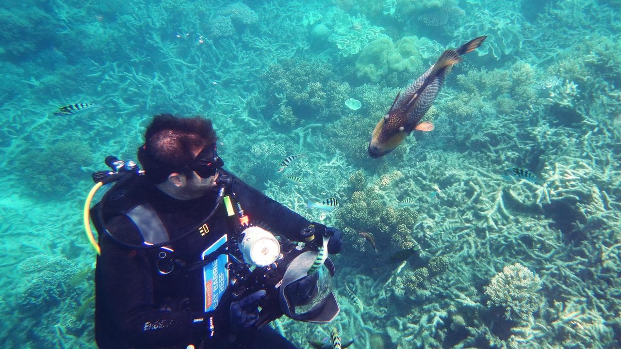 A diver on The Great Barrier Reef in Far North Queensland (file image)