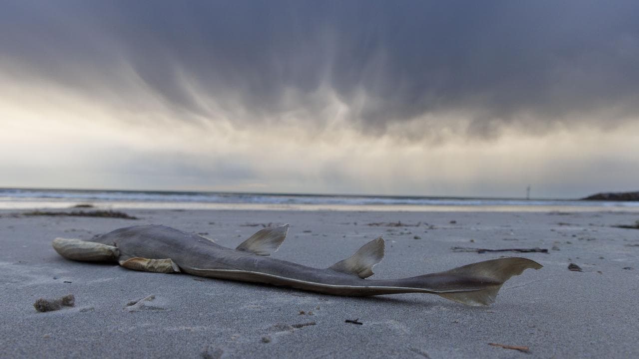 SOUTH AUSTRALIA ALGAL BLOOM CRISIS
