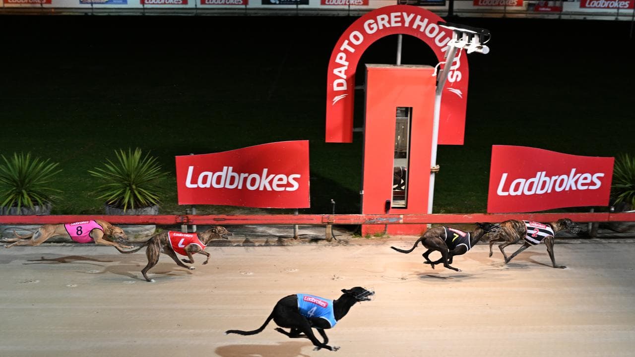 Greyhounds race at the iconic Dapto Greyhound Races