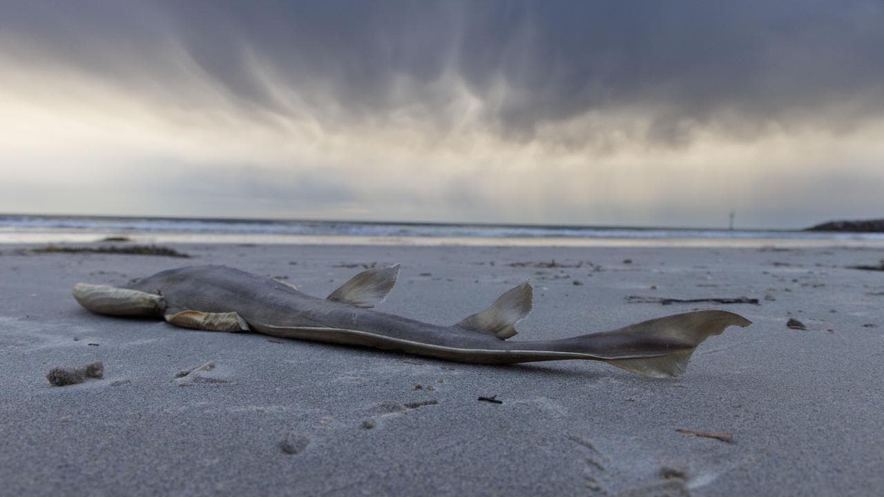 Dead fish at West Beach, SA's algal bloom crisis, Adelaide