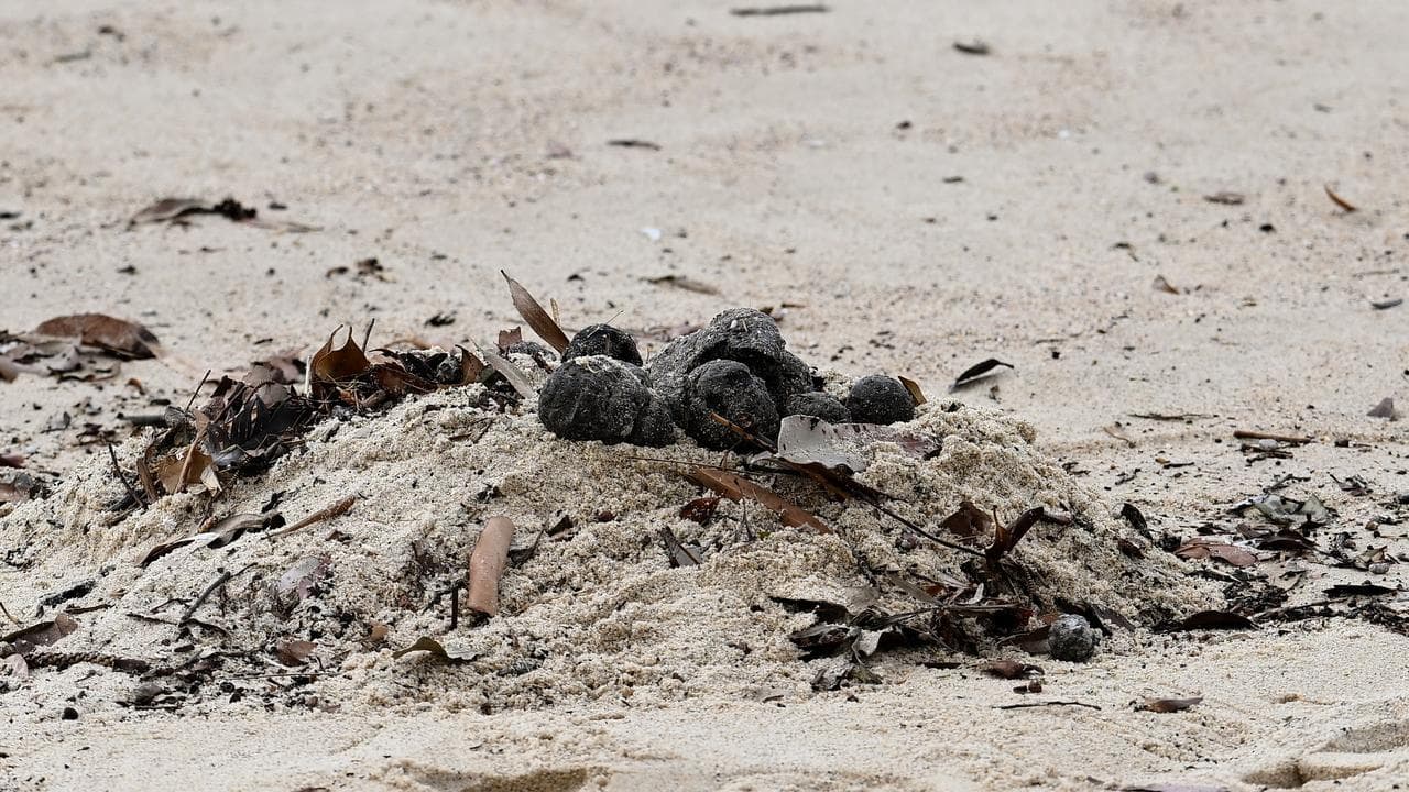 BLACK DEBRIS COOGEE BEACH CLOSURE