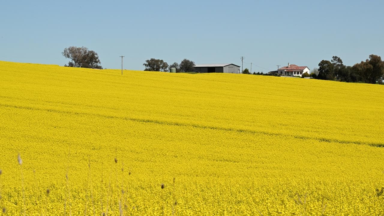 CANOLA FIELDS FEATURE