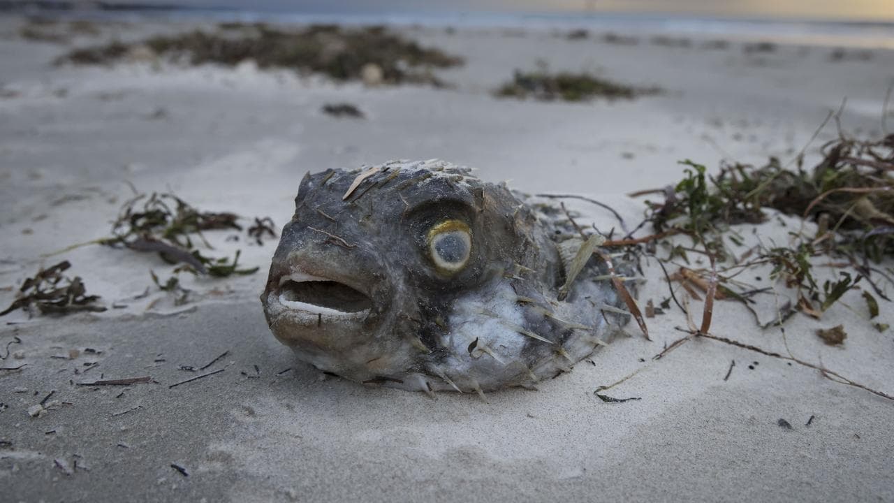 SA ALGAL BLOOM CRISIS