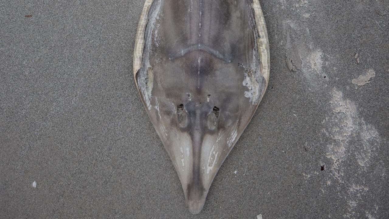 SA ALGAL BLOOM CRISIS