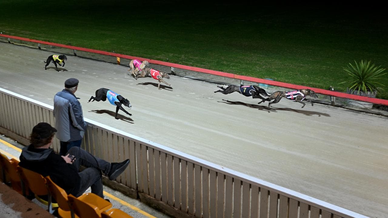 Greyhounds race (file image)