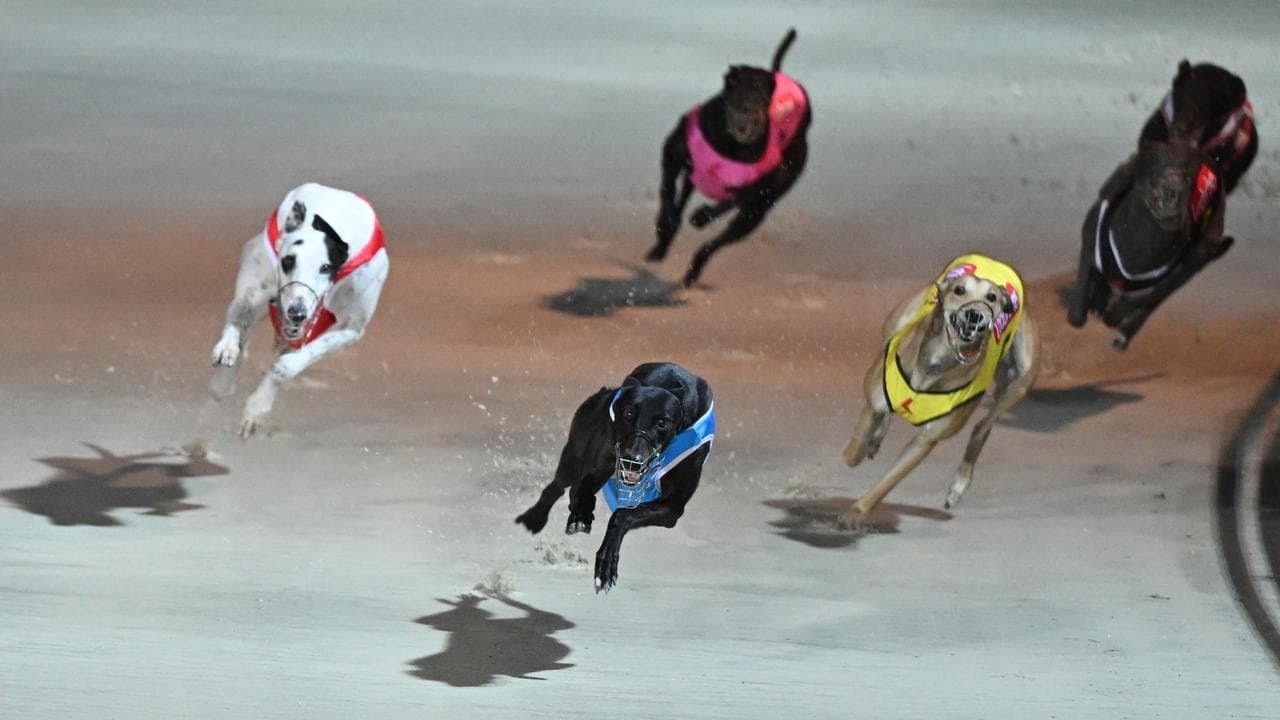 Greyhound racing dogs (file image)