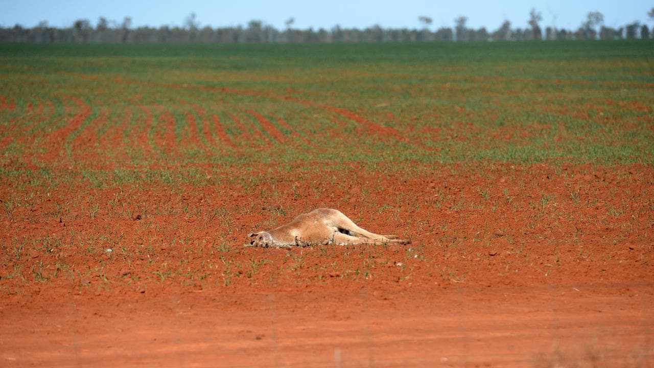 A dead kangaroo in a drought affected field.