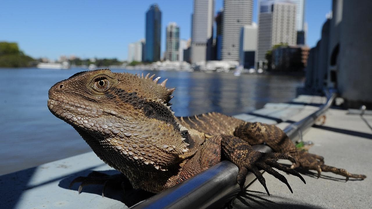 A water dragon basks in the sun on the bank of the Brisbane River