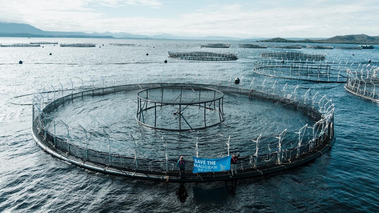 Salmon farming
