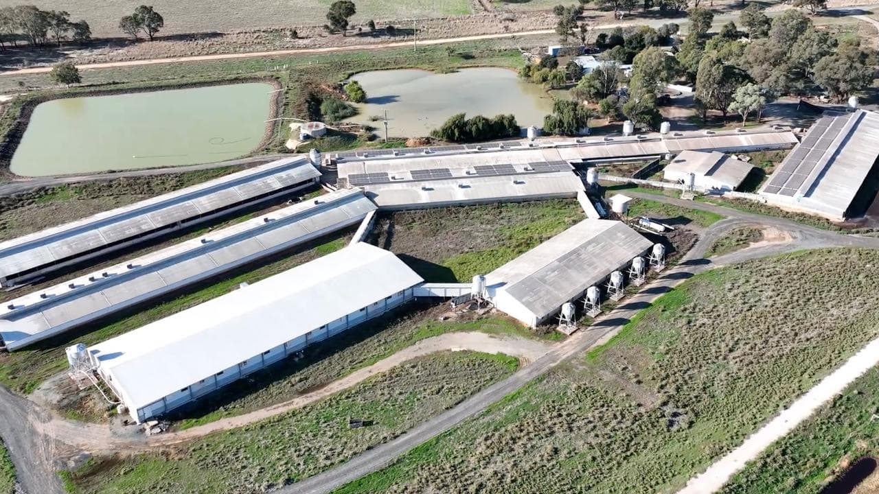 Midland Bacon in Carag Carag