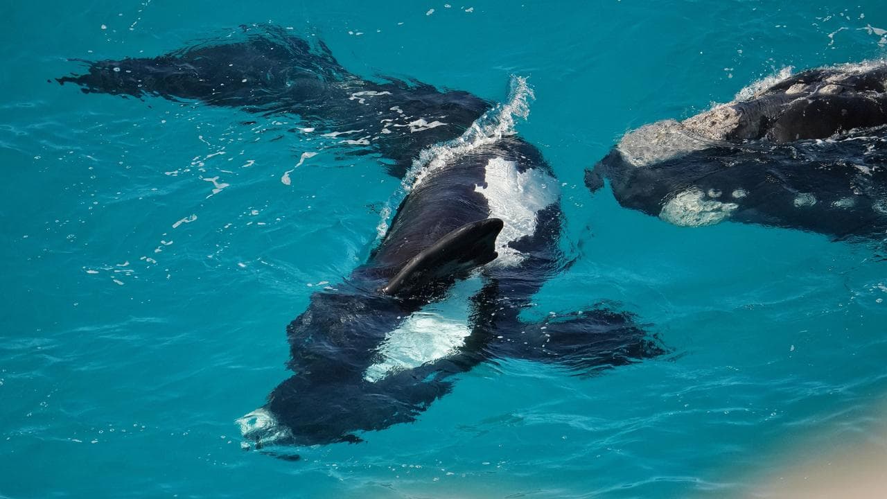 Southern right whale migrating along the South Australian coast