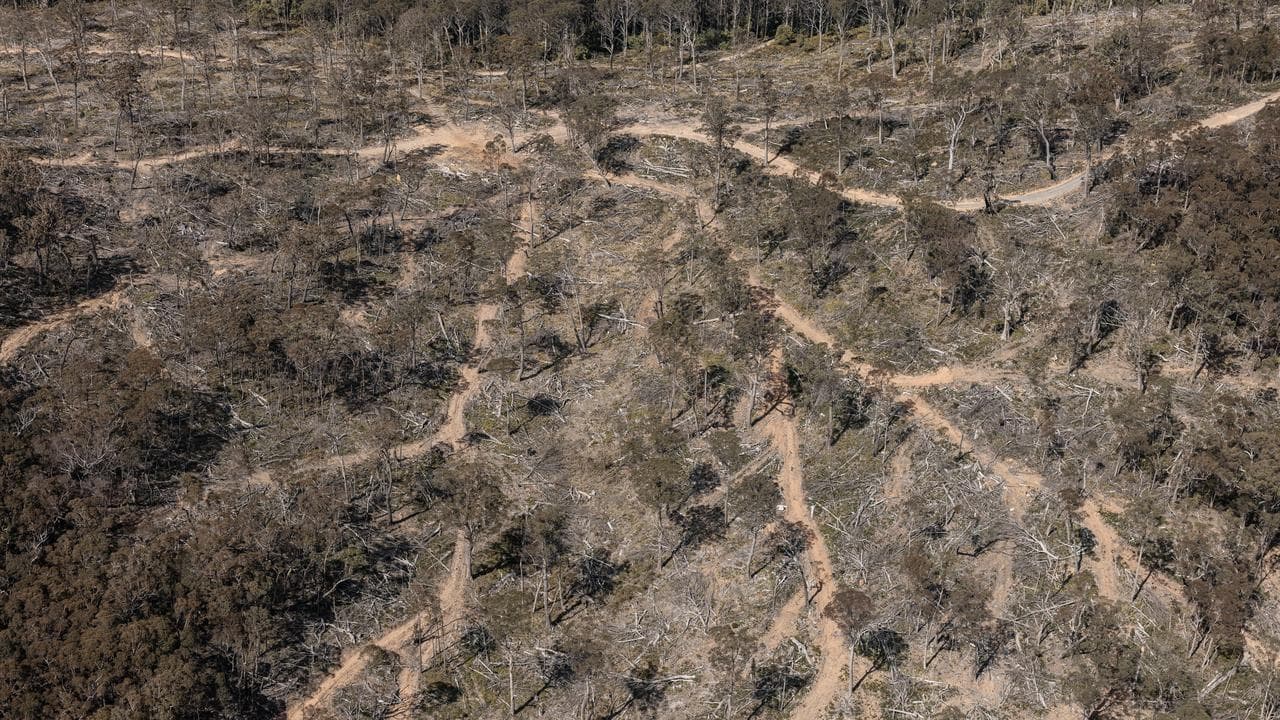 Logging in Tallaganda State Forest